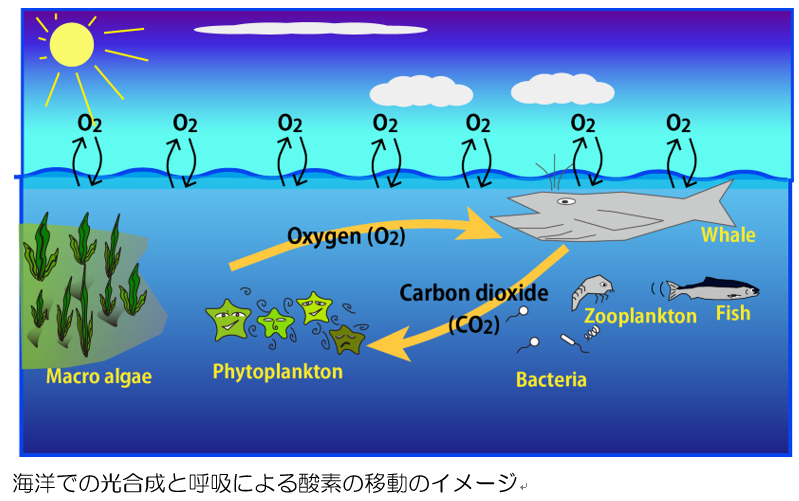 私たちが呼吸する酸素の半分は海から来ていることをご存知ですか?