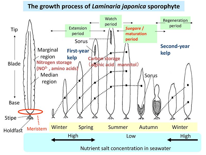 The growth process of laminaria japonica sporophyte
