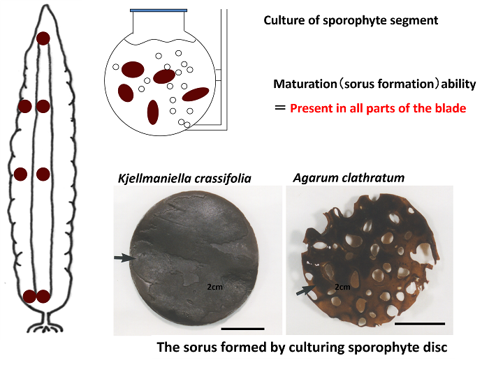 Culture of sporophyte segment