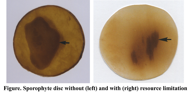 Sporophyte disc without and with resource limitation