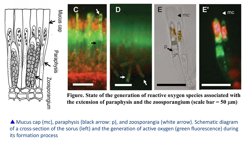 State of the generation of reactive oxygen species associated with the extension of paraphysis and the zoosporangium
