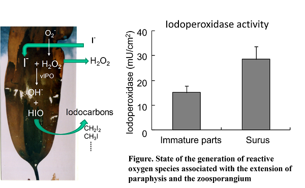 State of the generation of reactive oxygen species associated with the extension of paraphysis and the zoosporangium