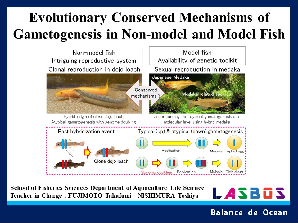 Evolutionary Conserved Mechanisms of Gametogenesis in Non-model and Model Fish