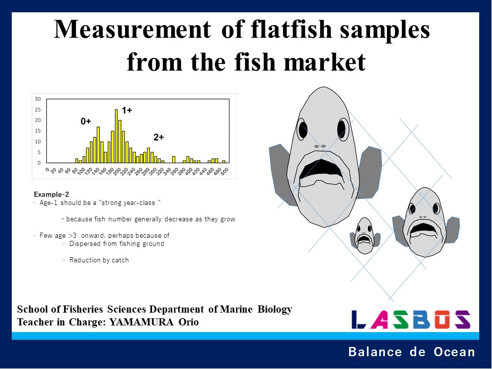 Measurement of flatfish samples from the fish market
