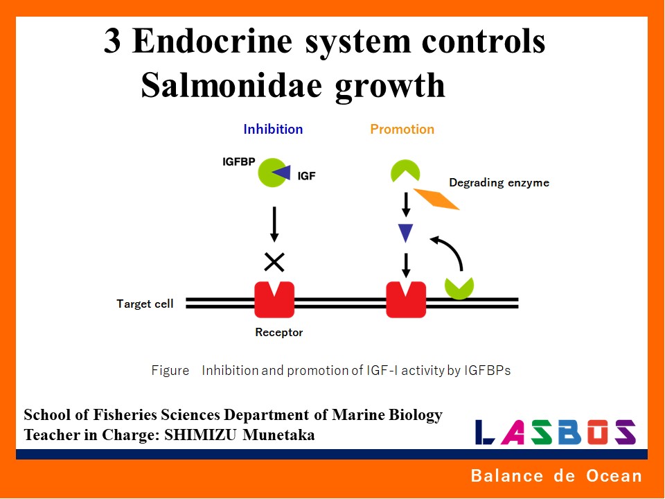 3 Endocrine system controls Salmonidae growth
