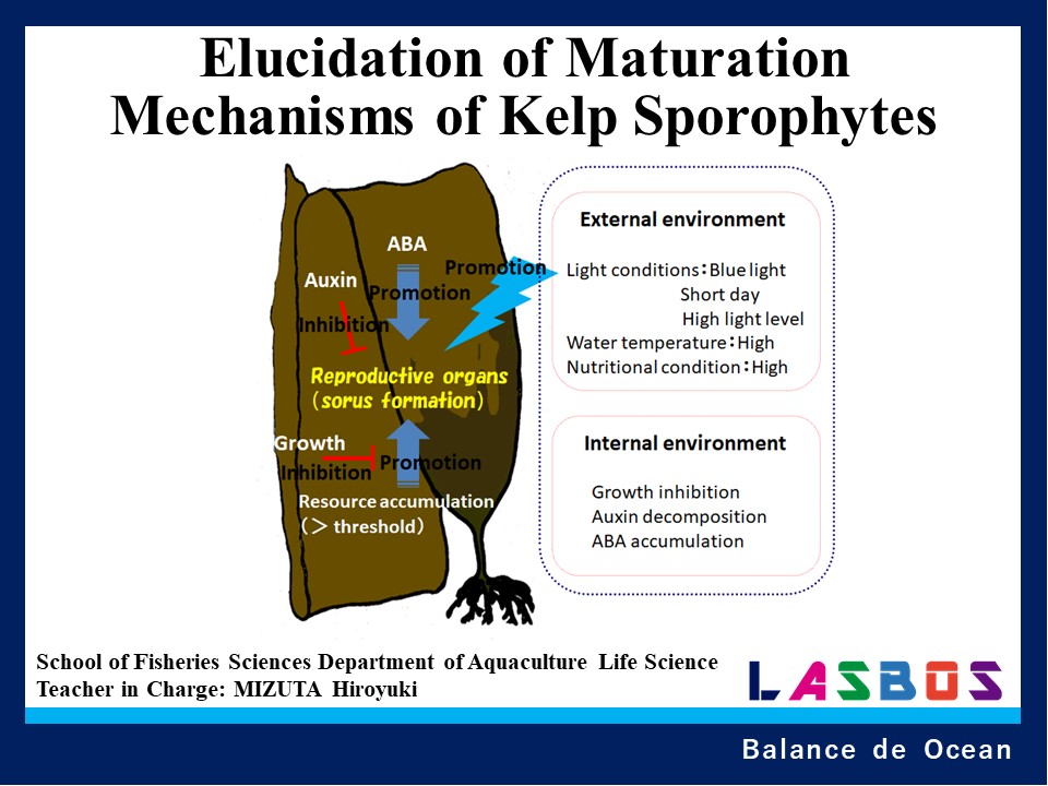 Elucidation of Maturation Mechanisms of Kelp Sporophytes
