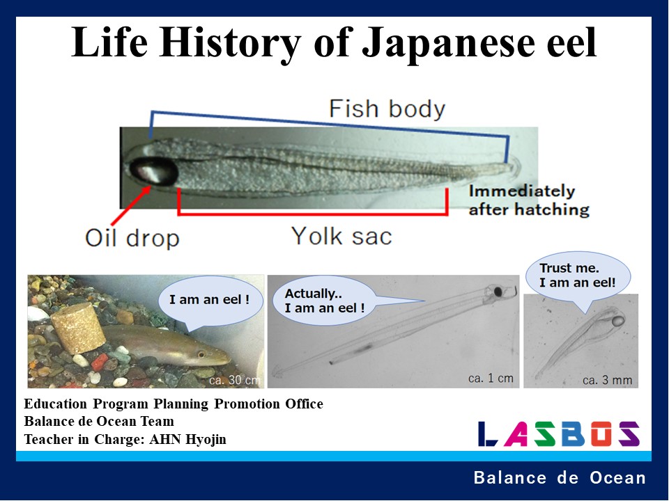 Life History of Japanese eel