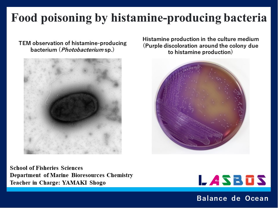 Food poisoning by histamine-producing bacteria